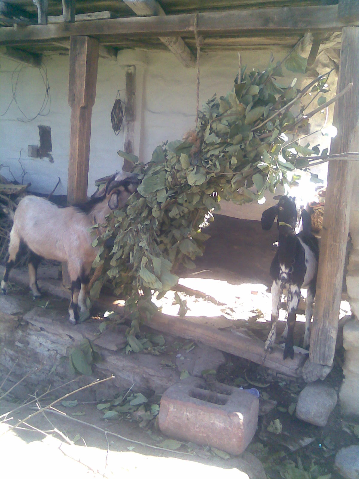 [He+goats+feeding+on+Beenda+fodder+hanged+with+a+rope+called+Uchhmeou.+Also+seen+in+front+stone+made+Tolind-weight+lifting+instrument.jpg]