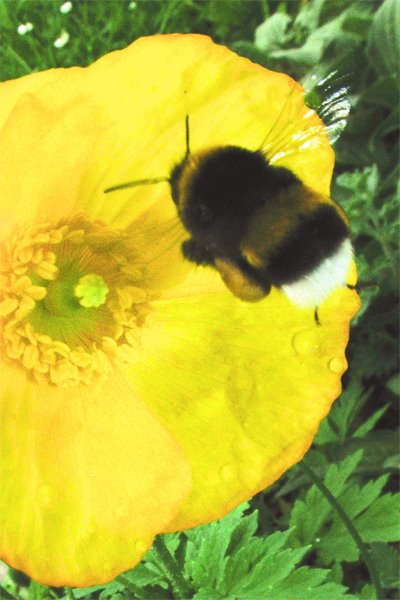 [new+bumblebee.jpg]