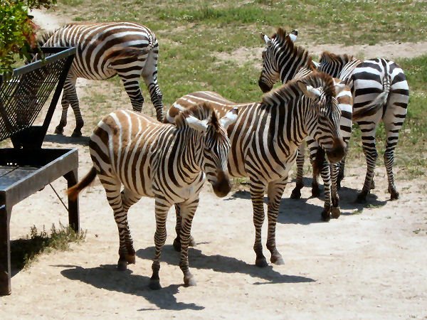 [Zebras.JPG]