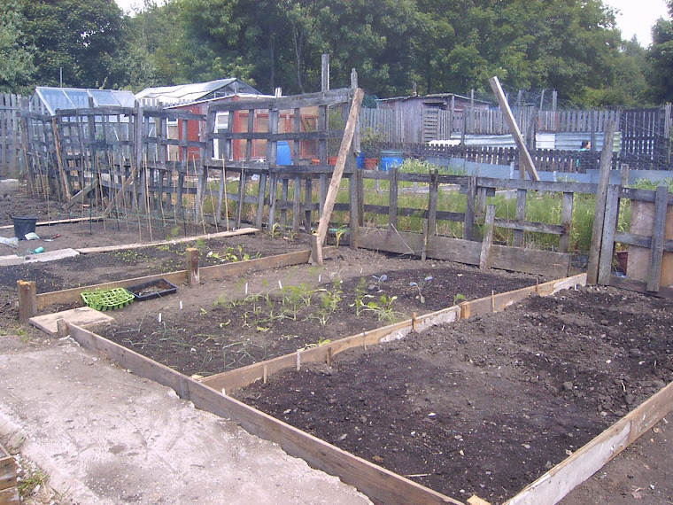 sweetcorn, snips and beetroot planted