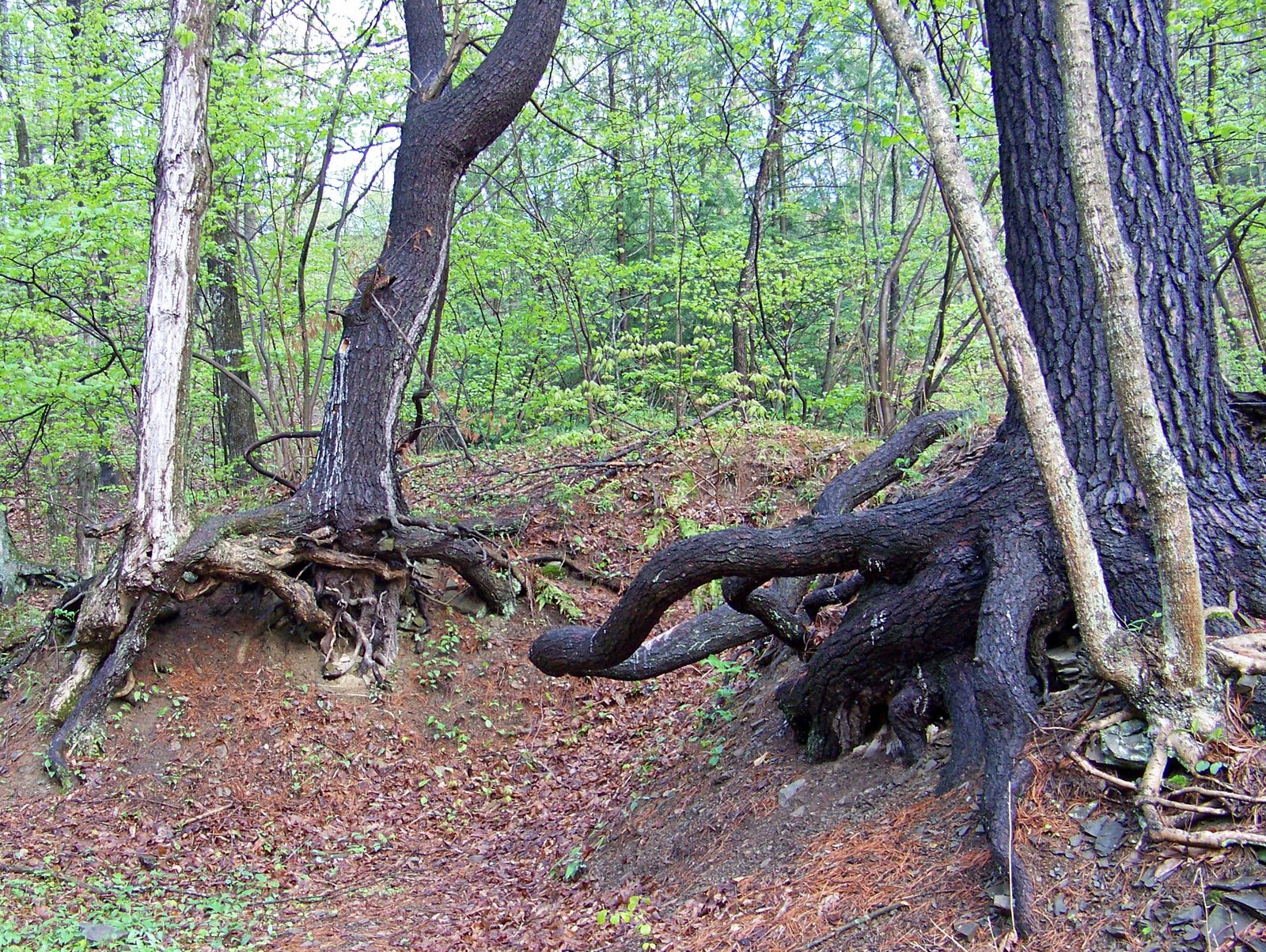 [trees+with+roots.JPG]