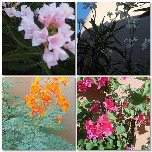 [flower+collage.jpg]