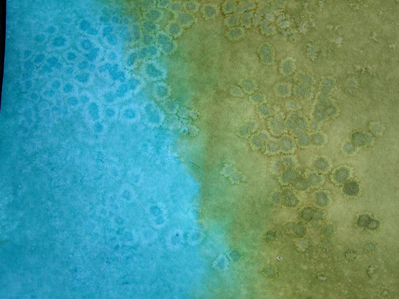 [Salt+effect+blue+green.JPG]