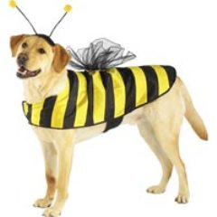 Disfraz de abeja