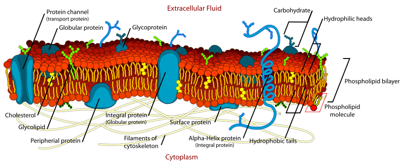 [Cell_membrane.png]