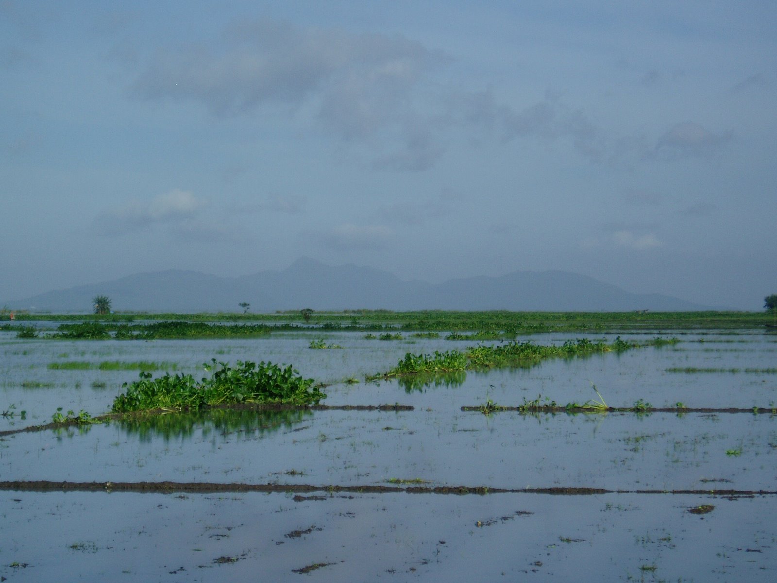 [flooded_rice_fields.JPG]