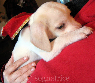 White puppy with red bow; I'm holding out the camera with the other hand