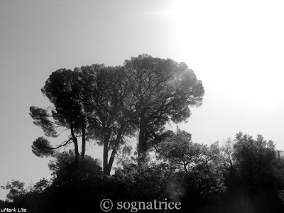 three trees in calabria