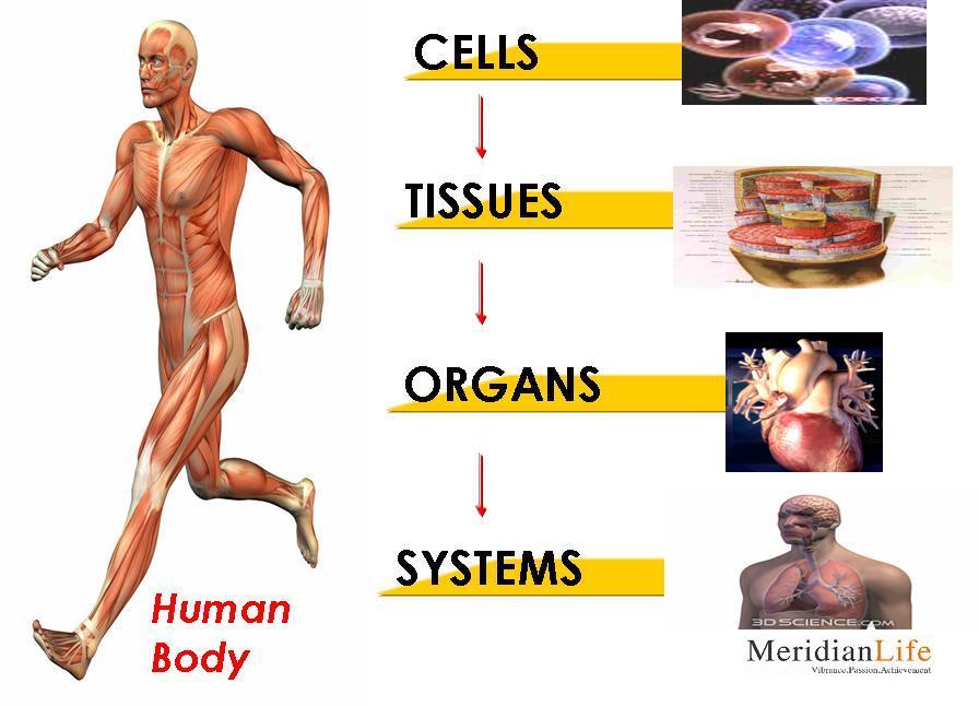 [Human+Body.JPG]