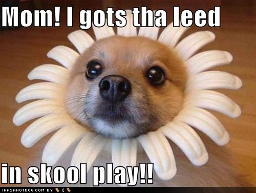 [cute-puppy-pictures-puppy-has-lead-in-school-play.jpg]