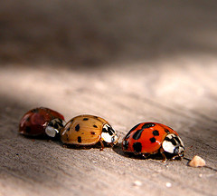 [ladybird.jpg]