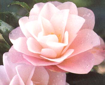 [Camellia_japonica.jpg]