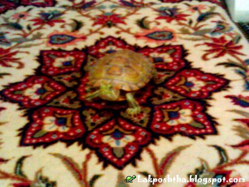 لاک پشت من بر روی فرش ایرانی