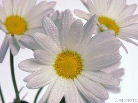 [white+daisies.JPG]