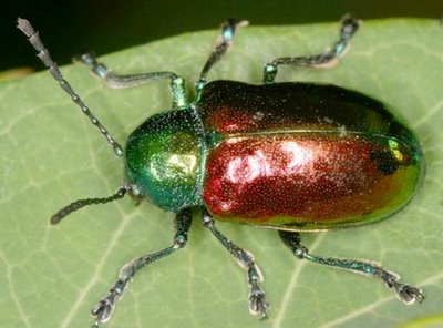 [beetle1-733633.jpg]