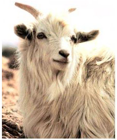 [cashmere+goat.jpg]