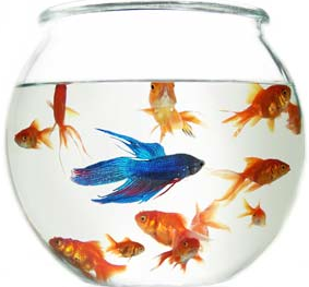 [Fishbowl.jpg]