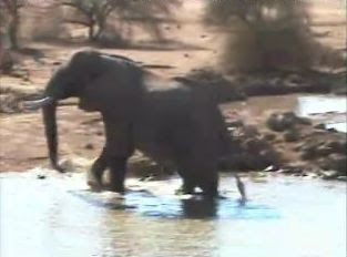 elephant at Mashatu