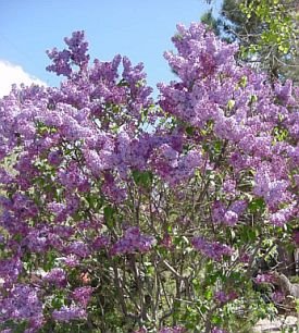 photo of lilacs in bloom