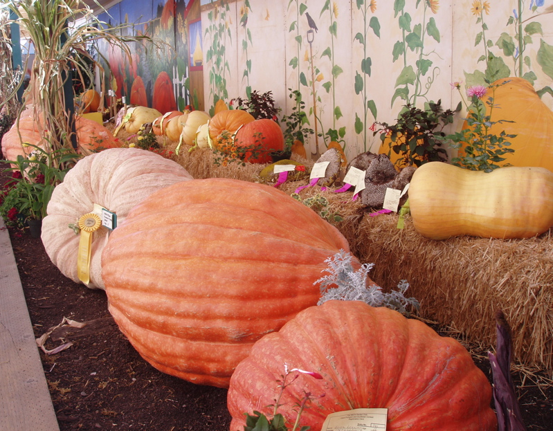 [Giant+pumpkins.jpg]