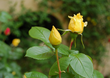[Yellow-Roses.jpg]