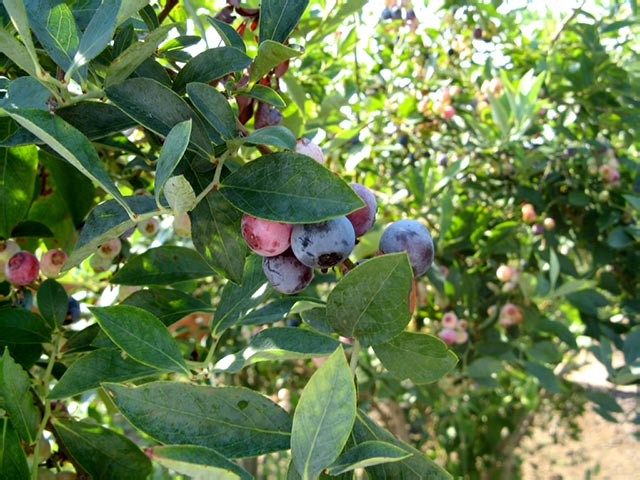 [2008-06-20-Picking+Blueberries006+1.jpg]