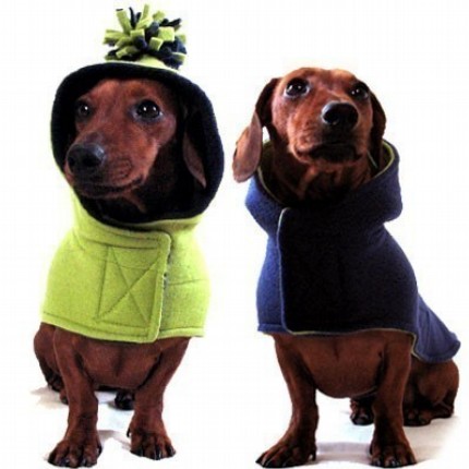 [dog+coats.jpg]