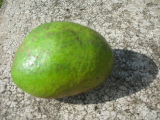 [avocado+001.jpg]