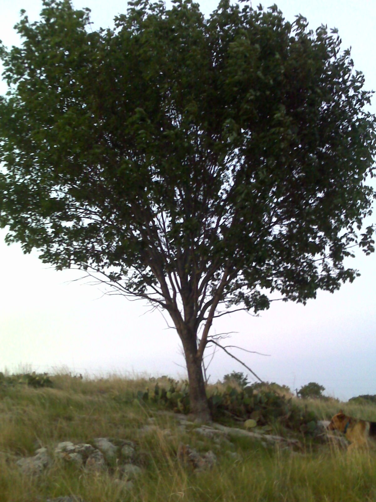 [tree+on+hill.JPG]