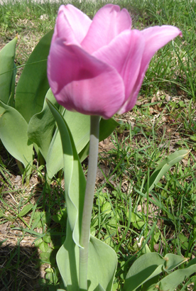 [pink+tulip.jpg]