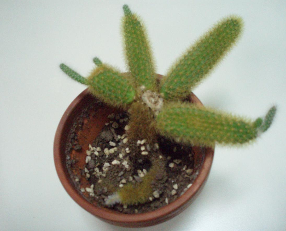 [Baby+Cactus_Dried.JPG]