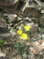 Hieracium pilosella (Sparviere pelosetto, Pelosella)