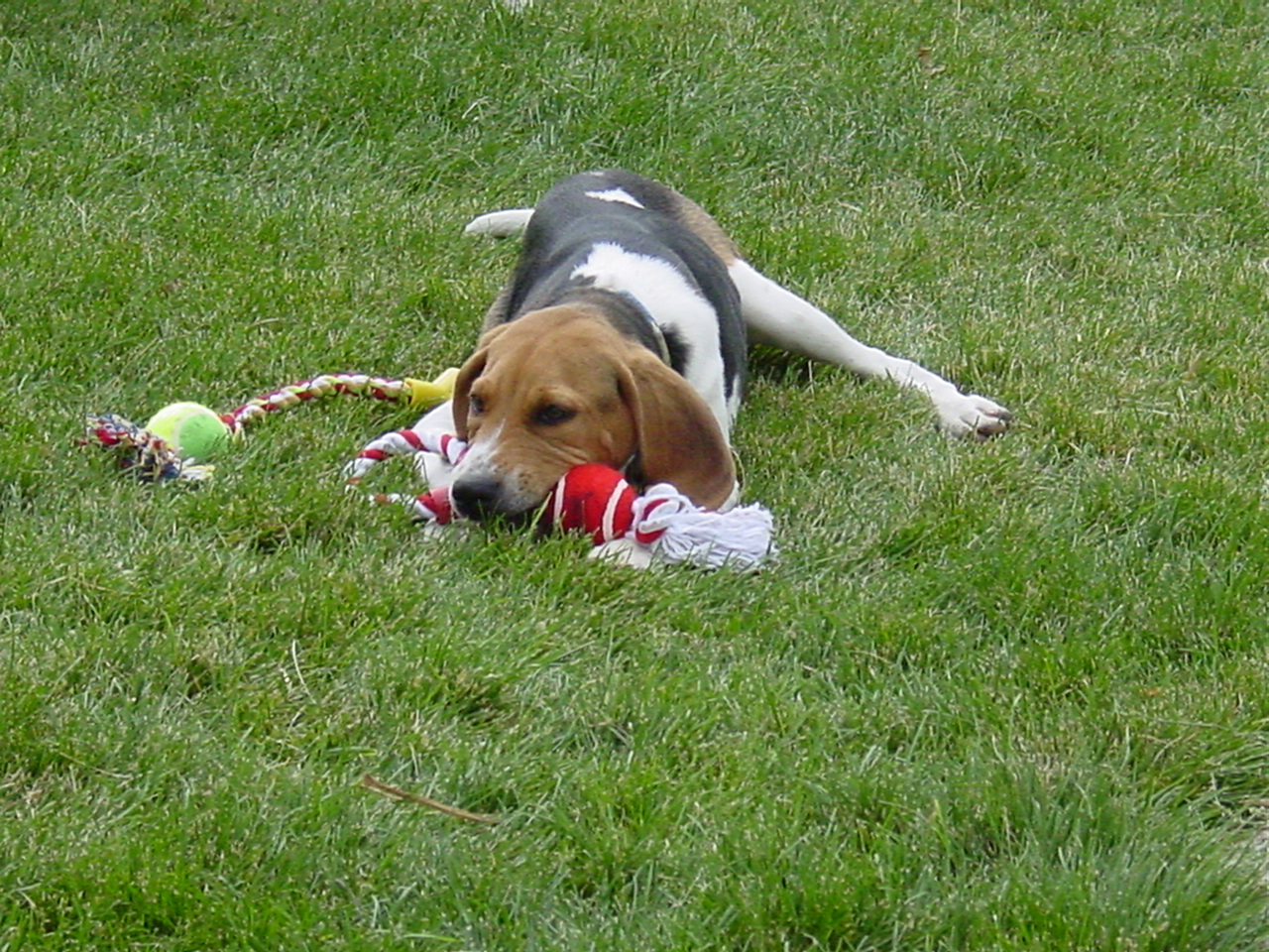 [dogs+with+new+toy+003.jpg]