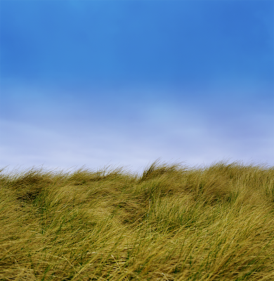 blue sky grass. lue sky grasses