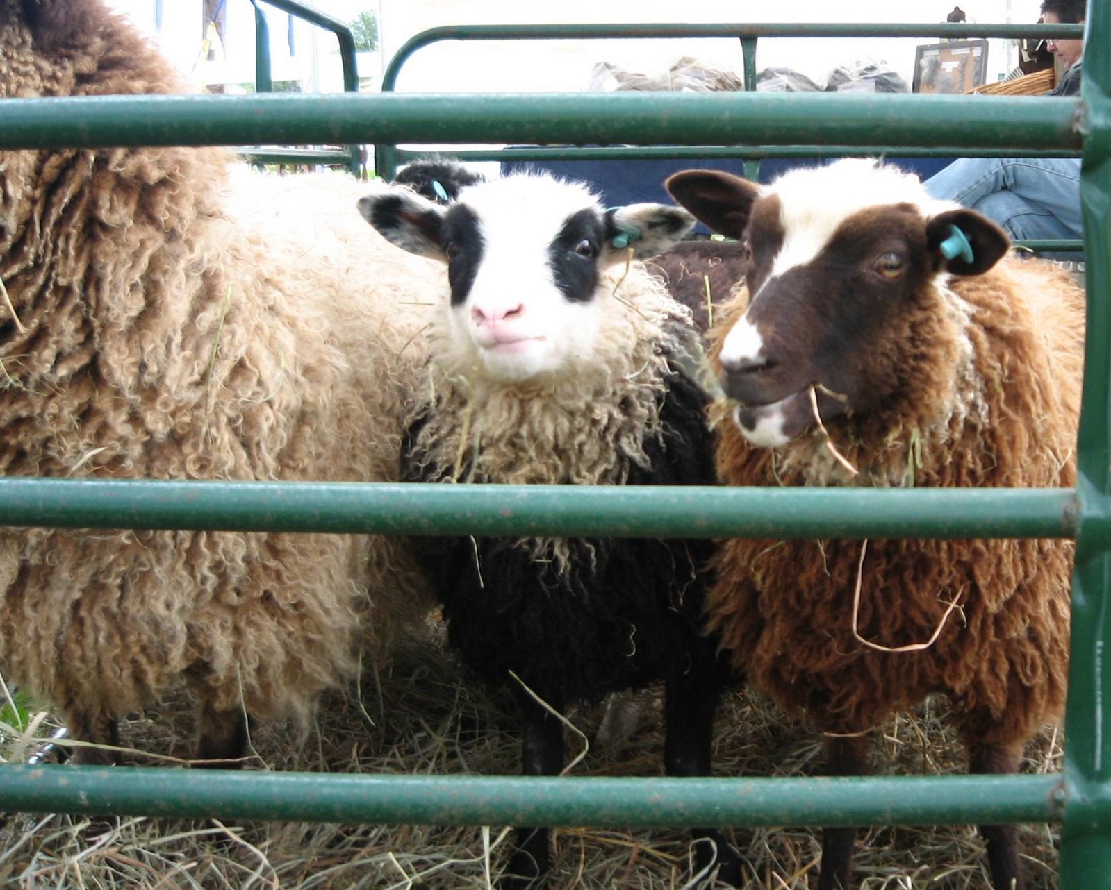 [Shetland+Sheep.jpg]