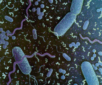 [bacteria.JPG]