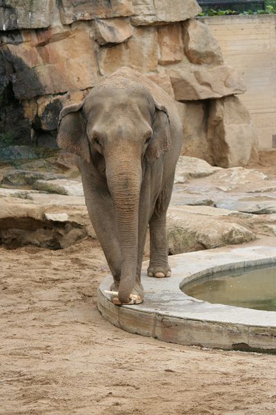 [400px-Asian_Elephant_Prague_Zoo.jpg]