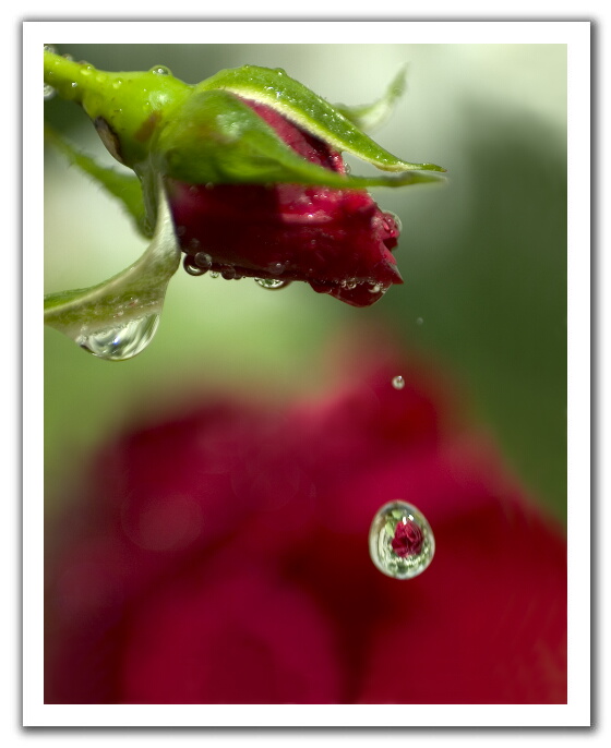 [Red+rose+with+water+drop.jpg]
