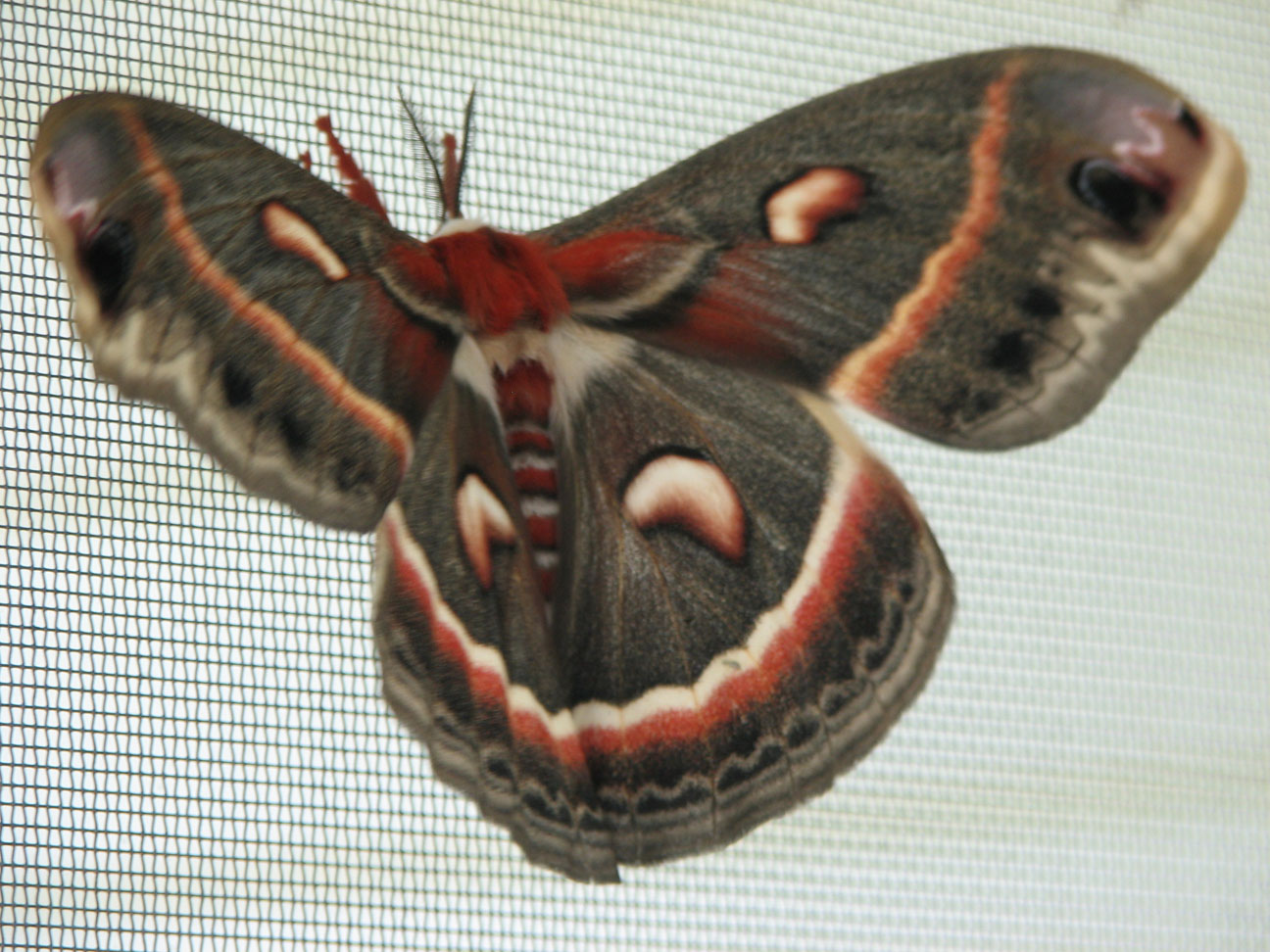 [Cecropia+moth+1.JPG]