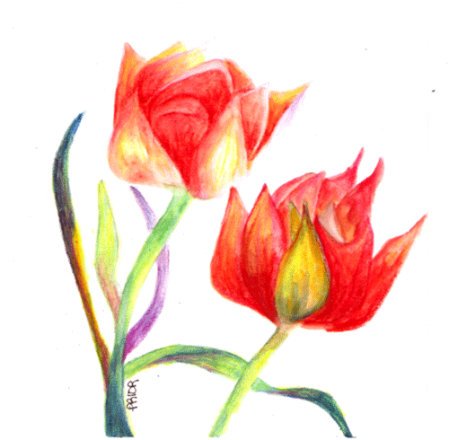 [red-tulips-neocrayon.gif]
