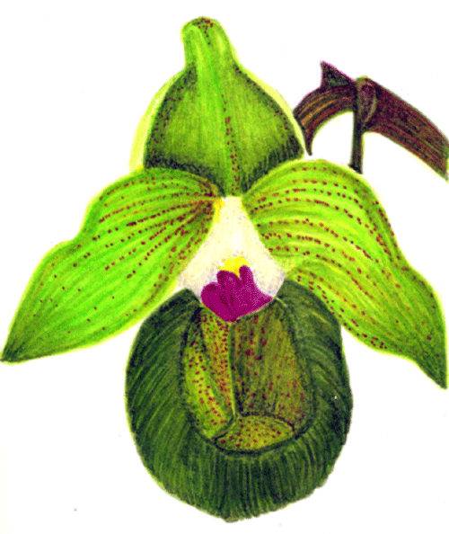 [green-orchid-FC-markers.gif]