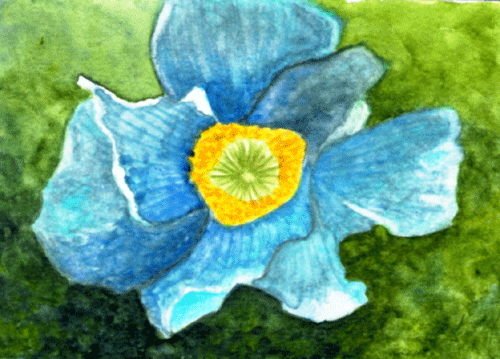 [blue--flower-wc.gif]