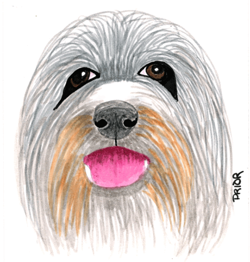 [bearded-collie-markers-5-x-.gif]