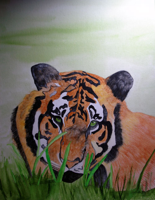 [tiger-face-watercolor-wip-#.jpg]