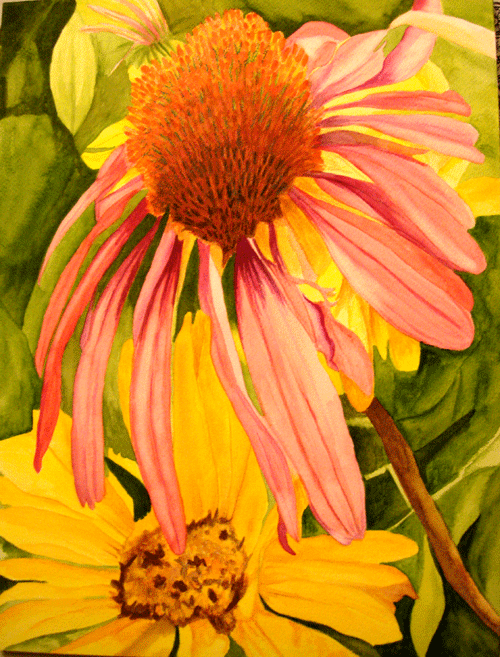 [echinacea-watercolor.gif]