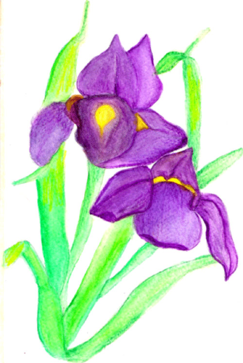 [purple-iris-third-wc.gif]
