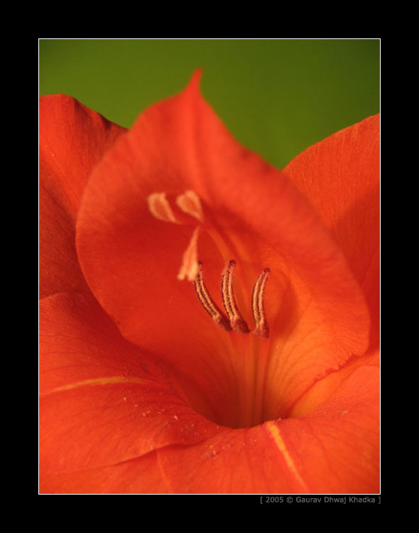 [gaurav.dhwaj.khadka.flower.nepal+(12).jpg]