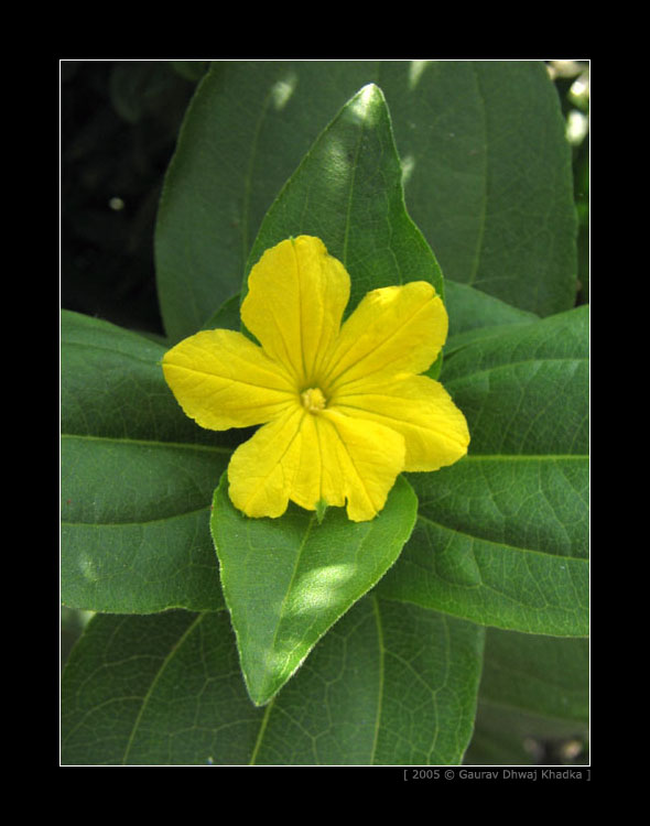 [gaurav.dhwaj.khadka.flower.nepal+(11).jpg]