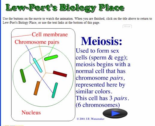 Stevenson's Biology Space: Meiosis Animations