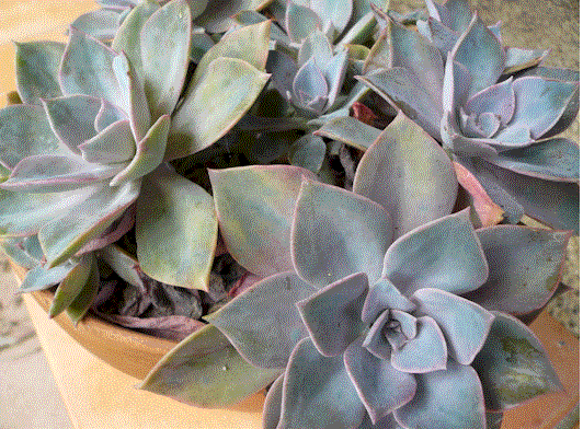 [blue+succulent.gif]